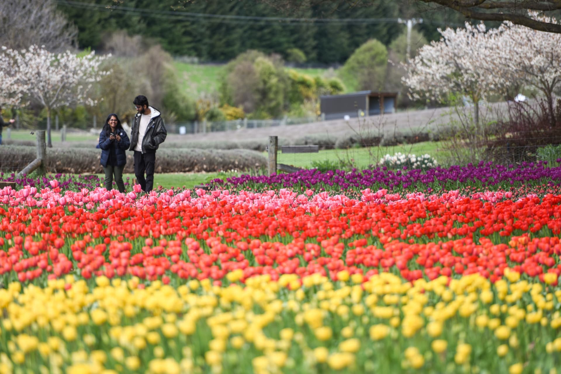 Wanaka Lavender Farm Ticket - image 3